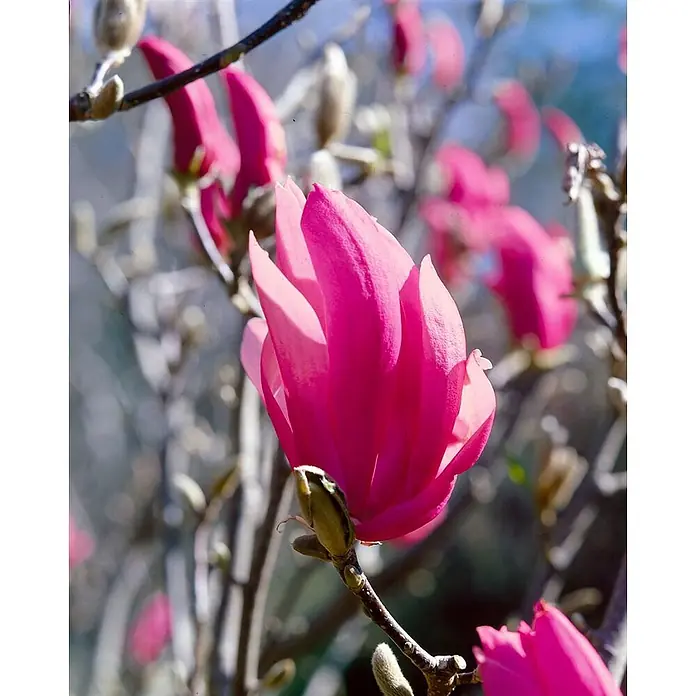 Pflanzen für dich Magnolie 40-60 cm - Magnolia liliiflora 'Ricki', Aktuelle Wuchshöhe: 40 cm - 60 cm - Leuchtend rosa Magnolienblüte in voller Blüte, Nahaufnahme an einem Ast mit unscharfen Blüten und Knospen im Hintergrund.