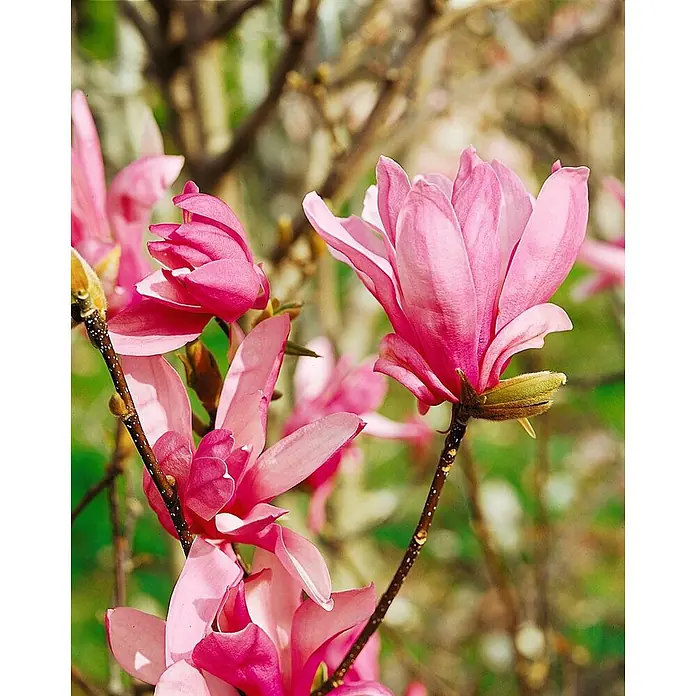 Pflanzen für dich Magnolie 40-60 cm - Magnolia liliiflora 'Ricki', Aktuelle Wuchshöhe: 40 cm - 60 cm - Leuchtend rosa Magnolienblüten in verschiedenen Blühstadien an dunklen Zweigen vor natürlichem Hintergrund.