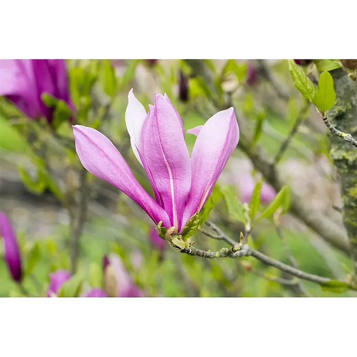 Pflanzen für dich Magnolie 40-60 cm - Magnolia liliiflora 'Ricki', Aktuelle Wuchshöhe: 40 cm - 60 cm - Eine leuchtend rosa-weiße Magnolienblüte blüht an einem Ast mit grünen Blättern.