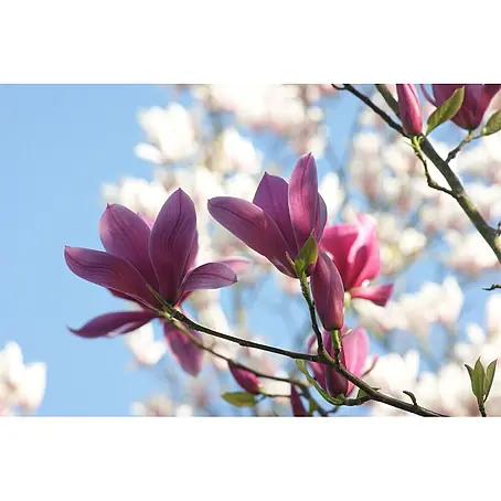 Pflanzen für dich  Magnolie 50-60 cm
