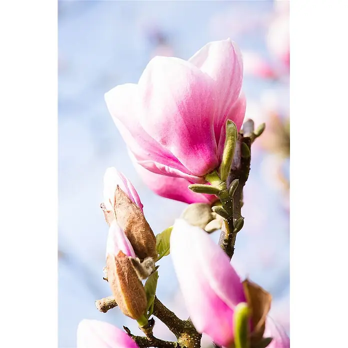 Pflanzen für dich Magnolie 100-125 cm - Magnolia 'Red Lucky', Aktuelle Wuchshöhe: 100 cm - 125 cm - Rosa Magnolienblüten in verschiedenen Blühstadien an einem Ast, teils offen, teils noch Knospen.
