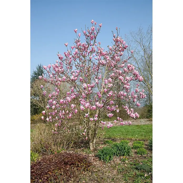 Pflanzen für dich Magnolie 100-125 cm - Magnolia 'Red Lucky', Aktuelle Wuchshöhe: 100 cm - 125 cm - Ein lebhafter, rosafarbener Magnolienbaum in voller Blüte unter klarem blauem Himmel, umgeben von frühlingshaftem Grün.