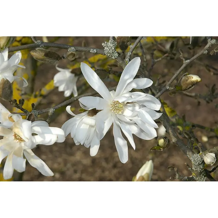 Pflanzen für dich Magnolie 60-80 cm - Magnolia stellata 'Waterlily', Aktuelle Wuchshöhe: 60 cm - 80 cm - Weiße sternförmige Magnolienblüten mit gelben Zentren an einem Ast, mit Knospen.