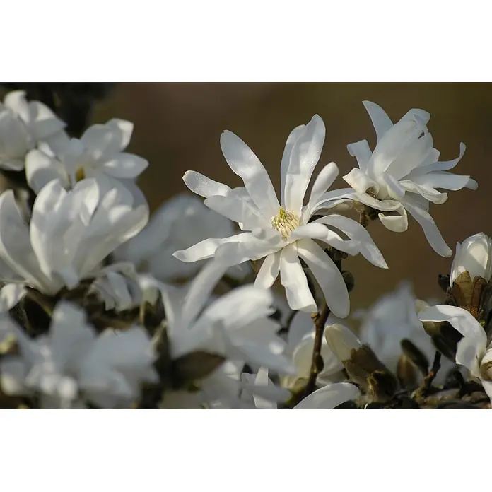 Pflanzen für dich Magnolie 60-80 cm - Magnolia stellata 'Waterlily', Aktuelle Wuchshöhe: 60 cm - 80 cm - Büschel weißer sternförmiger Magnolienblüten, teils geöffnet, teils Knospen, vor weichem braunem Hintergrund.
