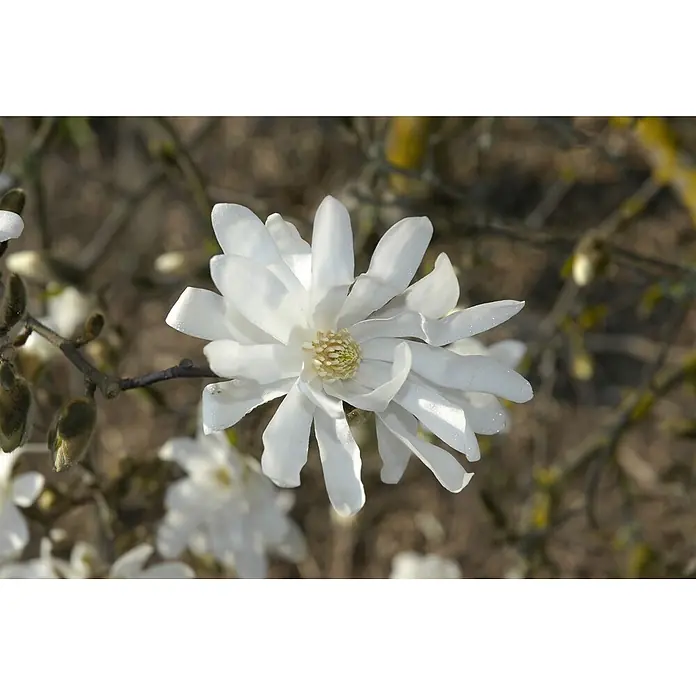 Pflanzen für dich Magnolie 60-80 cm - Magnolia stellata 'Waterlily', Aktuelle Wuchshöhe: 60 cm - 80 cm - Weiße Magnolienblüte mit vielen zarten Blütenblättern und gelb-grüner Mitte, blühend an einem dunklen Ast mit pelzigen Knospen.