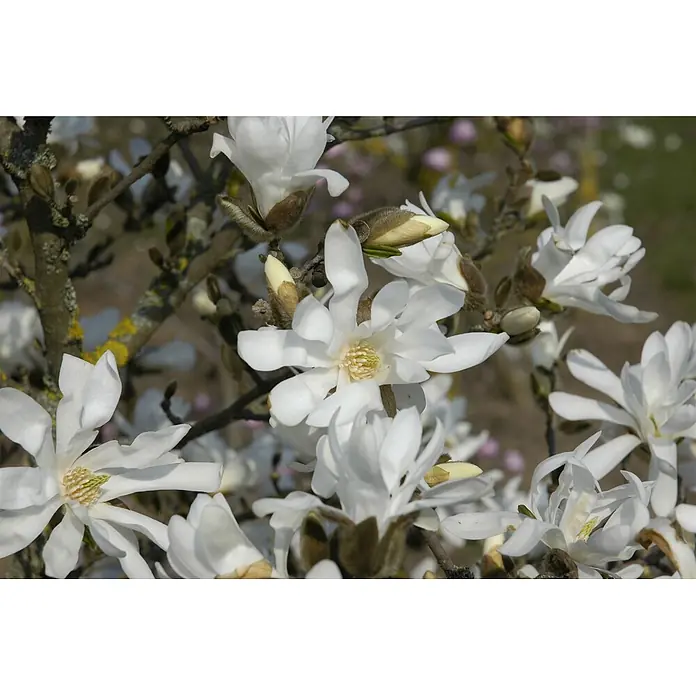 Pflanzen für dich Magnolie 60-80 cm - Magnolia stellata 'Waterlily', Aktuelle Wuchshöhe: 60 cm - 80 cm - Weiße Sternmagnolienblüten an Zweigen mit gelben Mitten und pelzigen braunen Knospen.