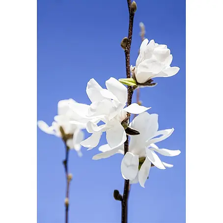 Pflanzen für dich  Magnolie 60-80 cm