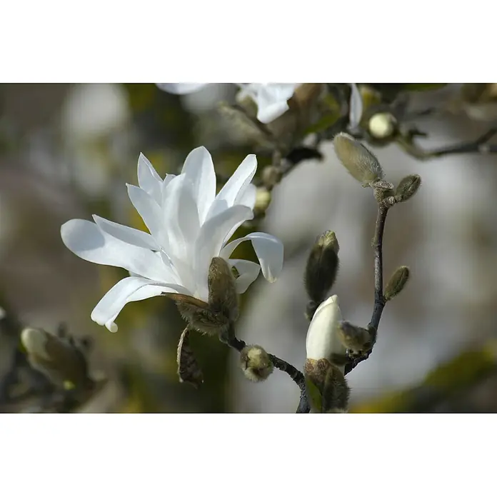 Pflanzen für dich Magnolie 60-80 cm - Magnolia stellata 'Waterlily', Aktuelle Wuchshöhe: 60 cm - 80 cm - Eine zarte weiße Magnolienblüte an einem Zweig mit mehreren pelzigen braunen Knospen.