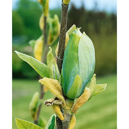 Pflanzen für dich  Magnolie 60-80 cm