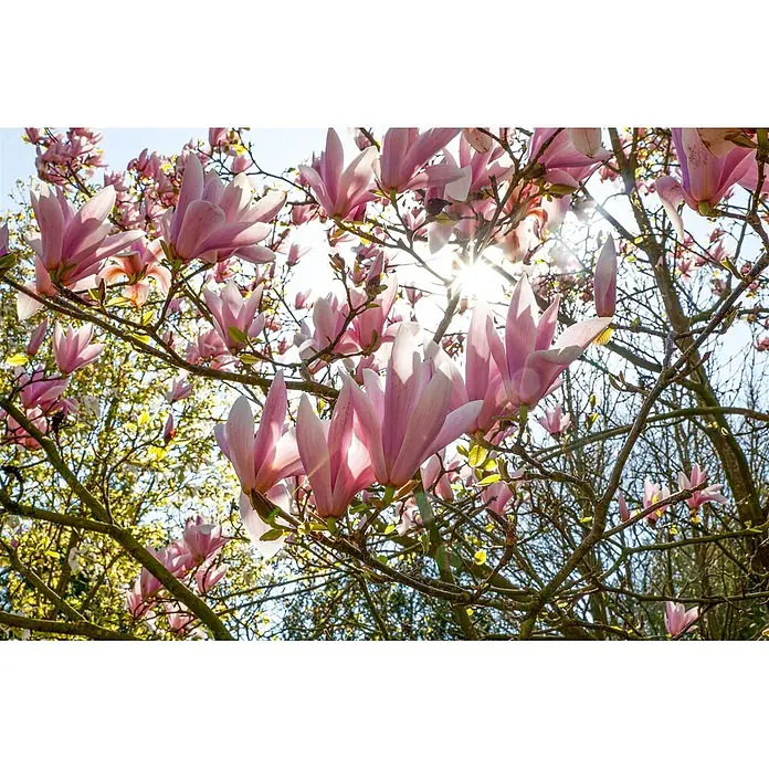 Pflanzen für dich Magnolie 50-60 cm - Magnolia × soulangeana 'Pickard's Schmetterling', Aktuelle Wuchshöhe: 50 cm - 60 cm - Rosa Magnolienblüten blühen an einem Baum, Sonnenlicht filtert durch die Äste.