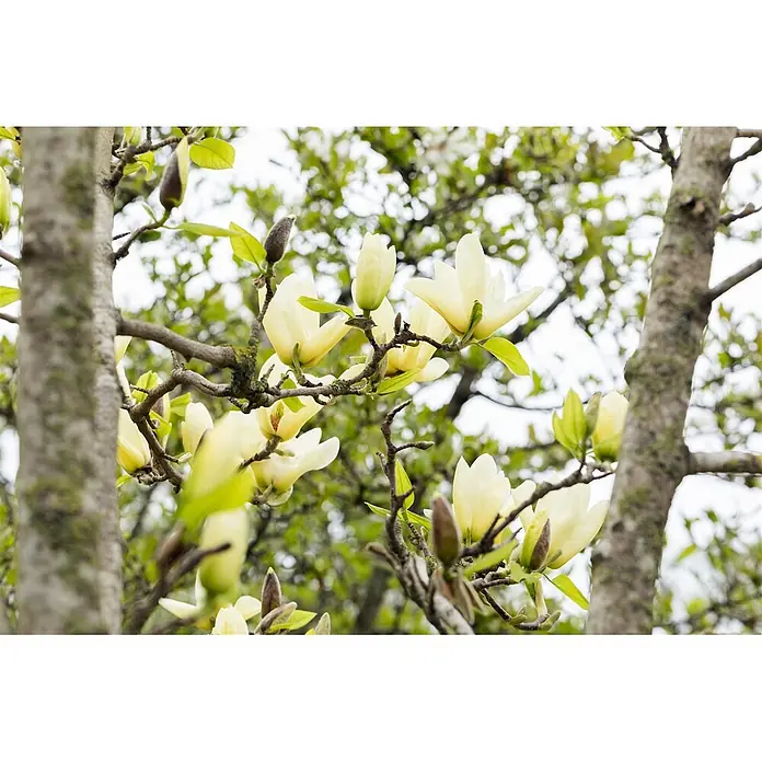 Pflanzen für dich Magnolie 60-80 cm - Magnolia 'Honey Tulip', Aktuelle Wuchshöhe: 60 cm - 80 cm - Hellgelbe Blüten und Knospen blühen an Ästen eines Baumes, mit verschwommenen grünen Blättern und Stämmen im Hintergrund.