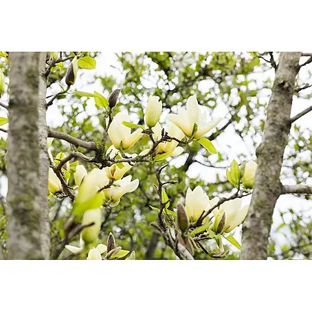 Pflanzen für dich  Magnolie 60-80 cm