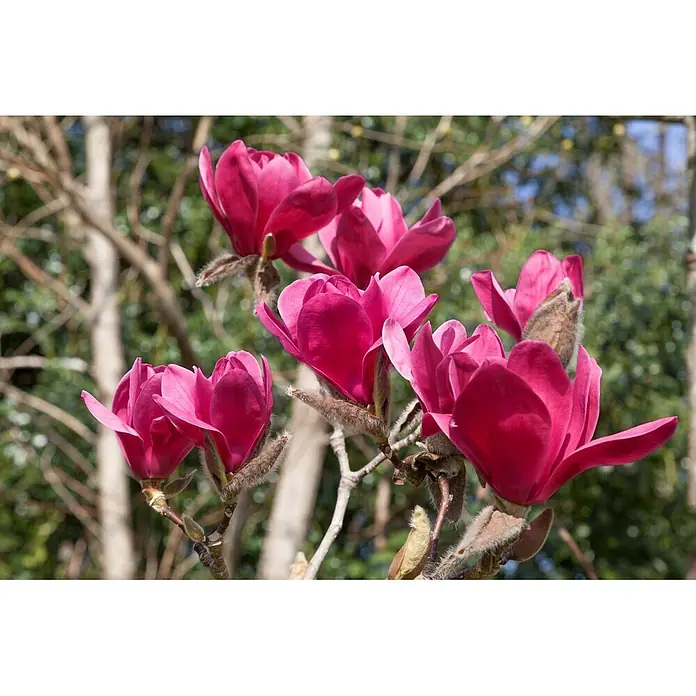 Pflanzen für dich Magnolie 60-80 cm - Magnolia 'Vulcan', Aktuelle Wuchshöhe: 60 cm - 80 cm - Leuchtend rosa Magnolienblüten blühen an einem Ast, mit weichem, unscharfem, natürlichem Hintergrund.