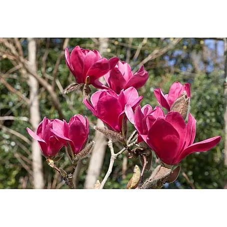 Pflanzen für dich  Magnolie 60-80 cm