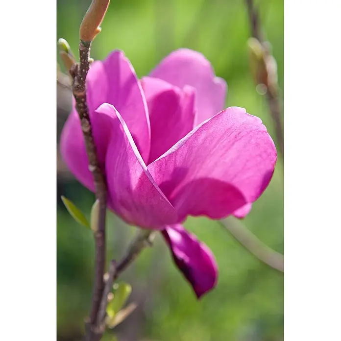 Pflanzen für dich Magnolie 60-80 cm - Magnolia 'Cleopatra', Aktuelle Wuchshöhe: 60 cm - 80 cm - Nahaufnahme einer lebhaften fuchsiafarbenen Magnolienblüte an einem Ast, die ihre zarten Blütenblätter zeigt.