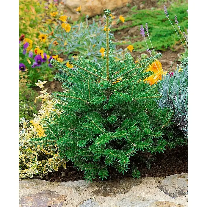 Pflanzen für dich Zuckerhut-Fichte Koreanische Tanne 'Nana' 80 cm Stammhöhe - Abies koreana 'Nana', Aktuelle Wuchshöhe: 80 cm - Kompakter grüner Nadelbaumsetzling, wahrscheinlich eine Zwergtanne, wächst in einem Garten mit Blumen und Steinumrandung.