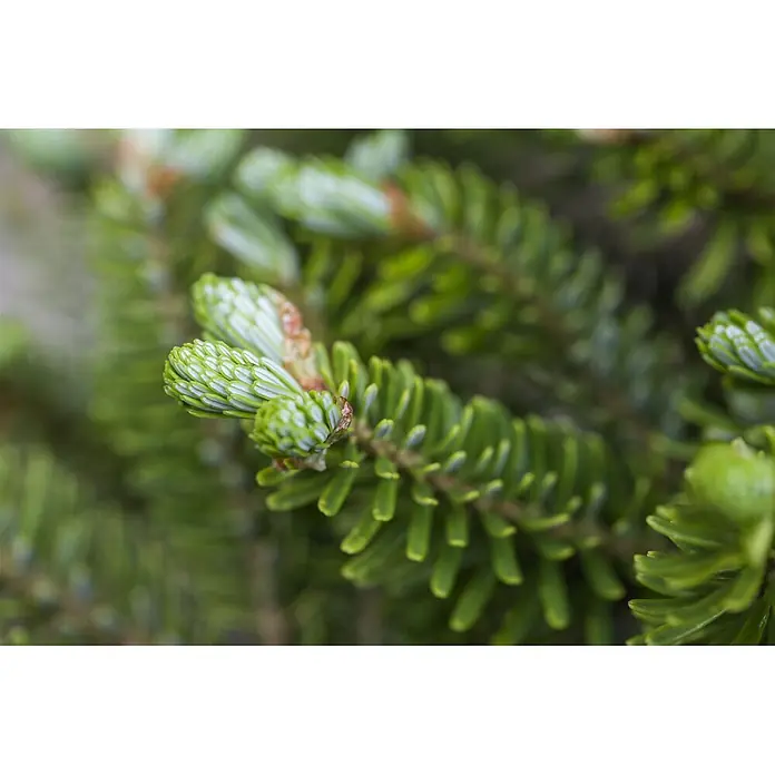 Pflanzen für dich Zuckerhut-Fichte 40-50 cm - Abies koreana 'Molli', Aktuelle Wuchshöhe: 40 cm - 50 cm - Nahaufnahme eines Nadelzweigs mit leuchtend grünen neuen Trieben und hellgrünen Nadeln.