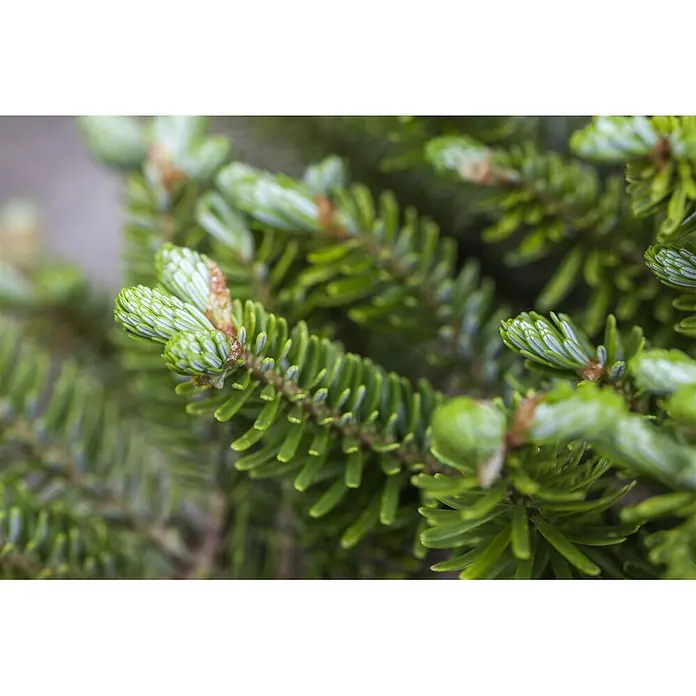 Pflanzen für dich Zuckerhut-Fichte 40-50 cm - Abies koreana 'Molli', Aktuelle Wuchshöhe: 40 cm - 50 cm - Nahaufnahme eines Nadelbaumastes mit leuchtend hellgrünem Neuaustrieb und älteren, dunkelgrünen Nadeln.