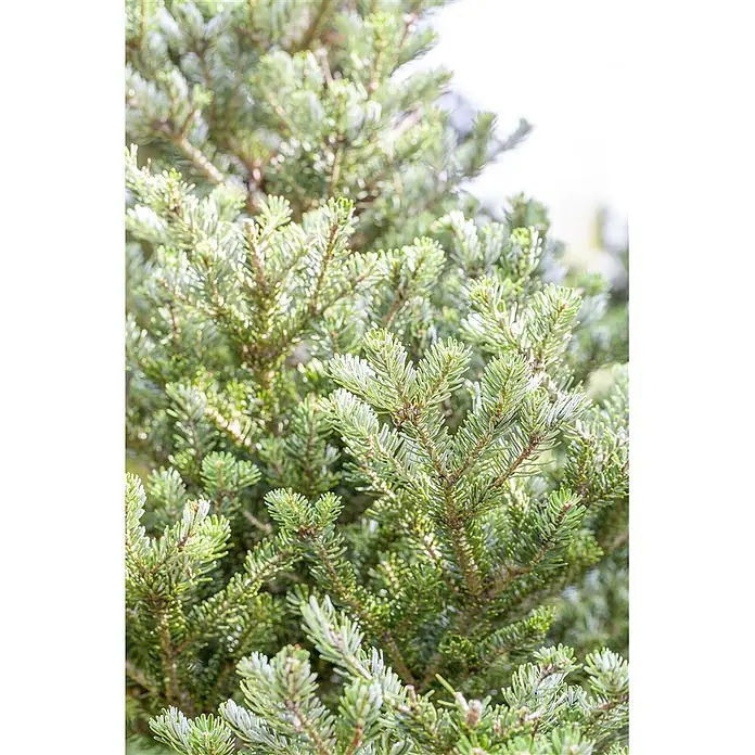 Pflanzen für dich Zuckerhut-Fichte 175-200 cm - Abies koreana 'Sämling', Aktuelle Wuchshöhe: 175 cm - 200 cm - Frische grüne Tannen- oder Fichtenzweige mit weichen Nadeln.