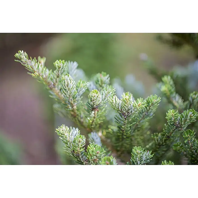 Pflanzen für dich Zuckerhut-Fichte 40-50 cm - Abies koreana 'Molli', Aktuelle Wuchshöhe: 40 cm - 50 cm - Nahaufnahme von leuchtend grünen Tannenzweigen mit hellem Neuaustrieb, die feine Nadeldetails zeigen.