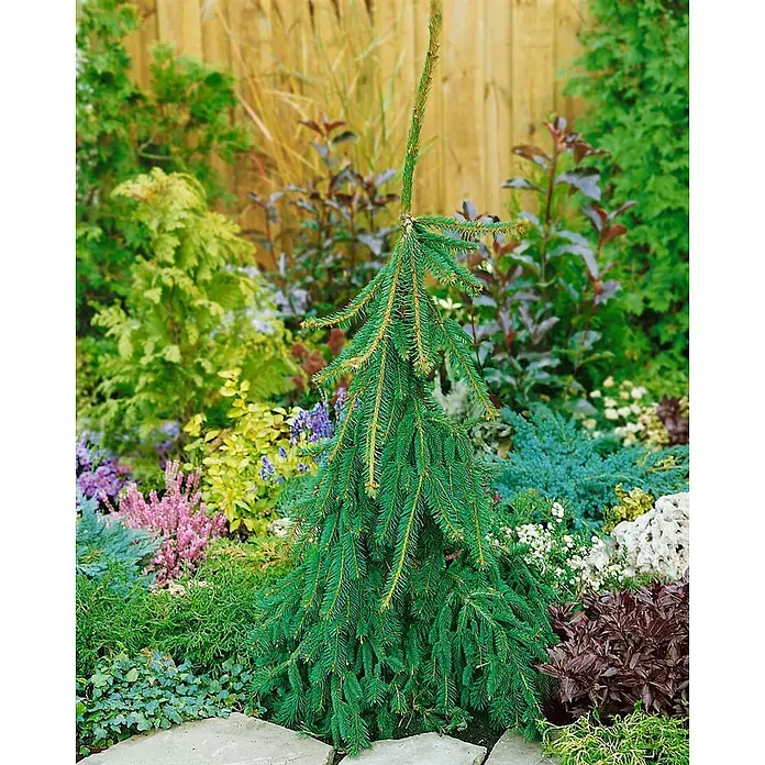 Pflanzen für dich Zuckerhut-Fichte 50-60 cm - Picea abies 'Inversa', Aktuelle Wuchshöhe: 50 cm - 60 cm - Eine leuchtend grüne Zwergkonifere steht im Mittelpunkt eines üppigen Gartens mit verschiedenen Pflanzen und Holzzaun.