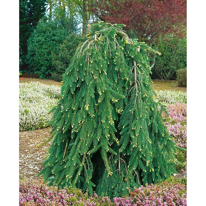 Pflanzen für dich Zuckerhut-Fichte 50-60 cm - Picea abies 'Inversa', Aktuelle Wuchshöhe: 50 cm - 60 cm - Grüne Trauerkonifere mit neuem gelb-grünem Austrieb, in einem Garten zwischen rosa und weißer Heide gepflanzt.