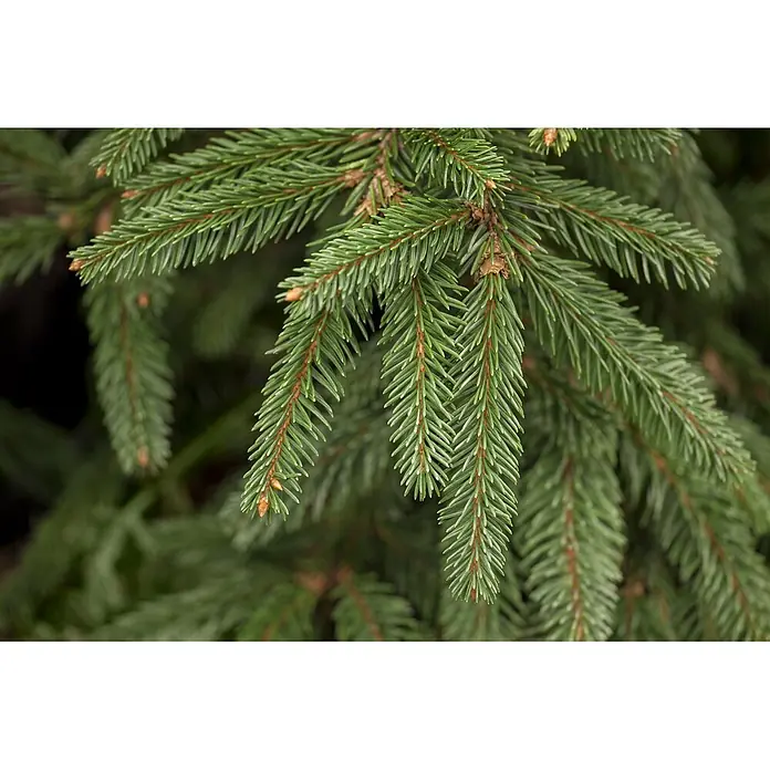 Pflanzen für dich Zuckerhut-Fichte 50-60 cm - Picea abies 'Inversa', Aktuelle Wuchshöhe: 50 cm - 60 cm - Nahaufnahme von leuchtend grünen Fichtenzweigen mit spitzen Nadeln und kleinen braunen Knospen.