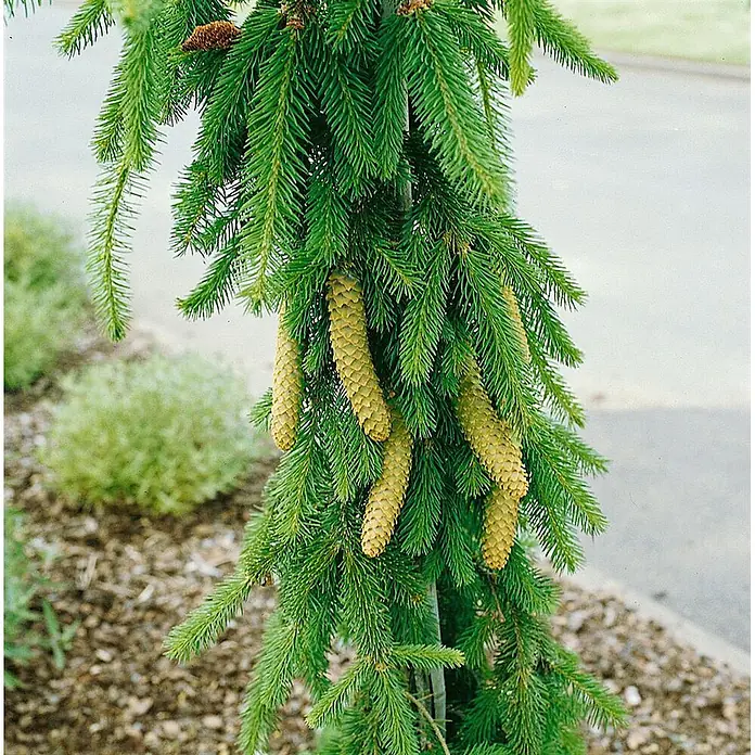 Pflanzen für dich Zuckerhut-Fichte 50-60 cm - Picea abies 'Inversa', Aktuelle Wuchshöhe: 50 cm - 60 cm - Hängender Fichtenzweig mit grünen Nadeln und mehreren länglichen gelb-grünen Zapfen.