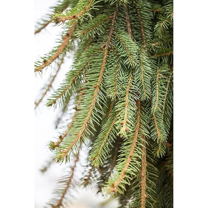 Pflanzen für dich Zuckerhut-Fichte 50-60 cm - Picea abies 'Inversa', Aktuelle Wuchshöhe: 50 cm - 60 cm - Nahaufnahme von lebhaften grünen Fichtenzweigen mit braunen Stielen und dichten, spitzen Nadeln.