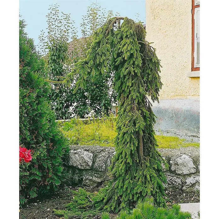 Pflanzen für dich Zuckerhut-Fichte 50-60 cm - Picea abies 'Inversa', Aktuelle Wuchshöhe: 50 cm - 60 cm - Ein hoher, säulenförmiger Trauerfichtenbaum mit dunkelgrünen Nadeln, der in einem Garten neben einer Steinmauer und einem Haus wächst.