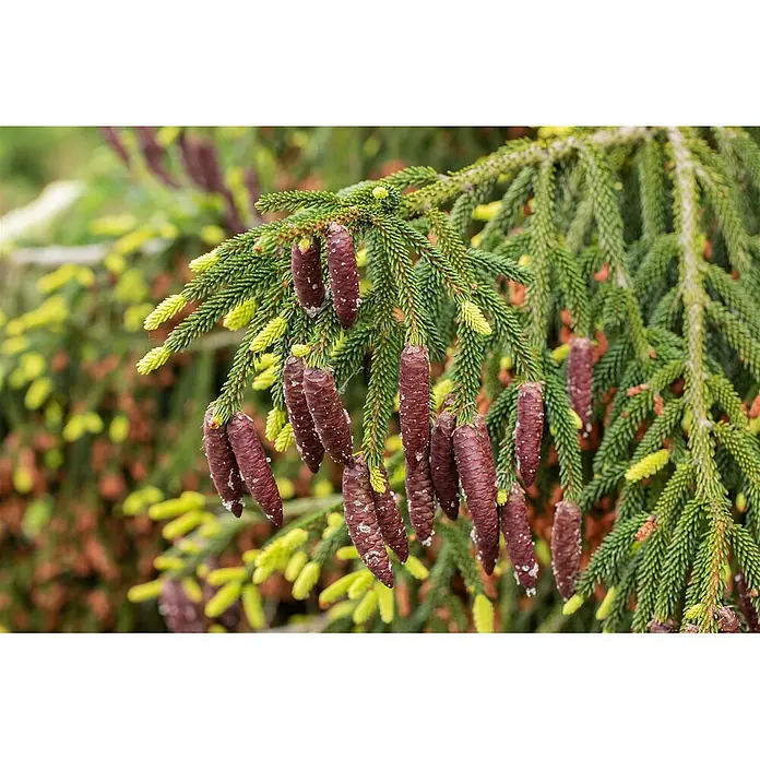 Pflanzen für dich Zuckerhut-Fichte 125-150 cm - Picea orientalis 'Aurea', Aktuelle Wuchshöhe: 125 cm - 150 cm - Nahaufnahme von Fichtenzweigen mit vielen rotbraunen jungen Zapfen und leuchtend grünem Neuaustrieb.