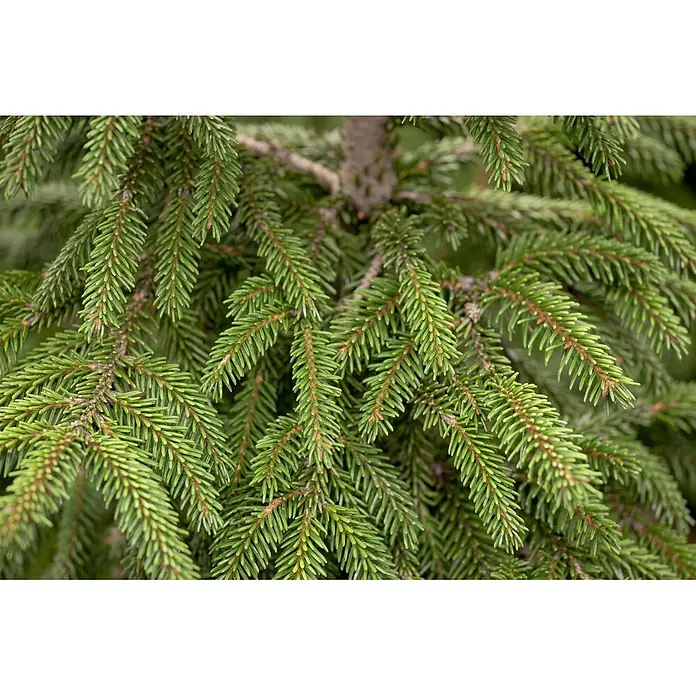 Pflanzen für dich Zuckerhut-Fichte 40-50 cm - Picea orientalis 'Aureospicata', Aktuelle Wuchshöhe: 40 cm - 50 cm - Grüne Fichtenzweige mit dichten, spitzen Nadeln.