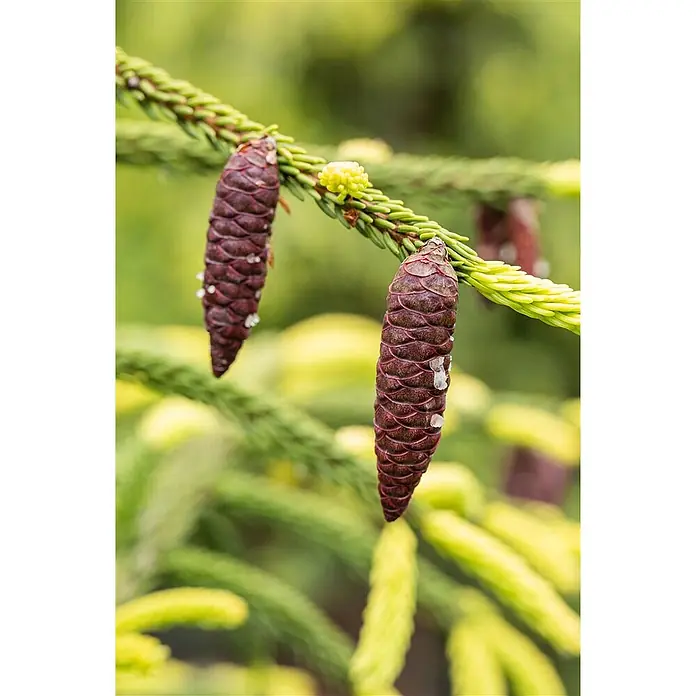 Pflanzen für dich Zuckerhut-Fichte 125-150 cm - Picea orientalis 'Aurea', Aktuelle Wuchshöhe: 125 cm - 150 cm - Zwei dunkelrot-violette Tannenzapfen hängen an einem grün-gelben Nadelbaumzweig mit kleinen gelben Austrieben.