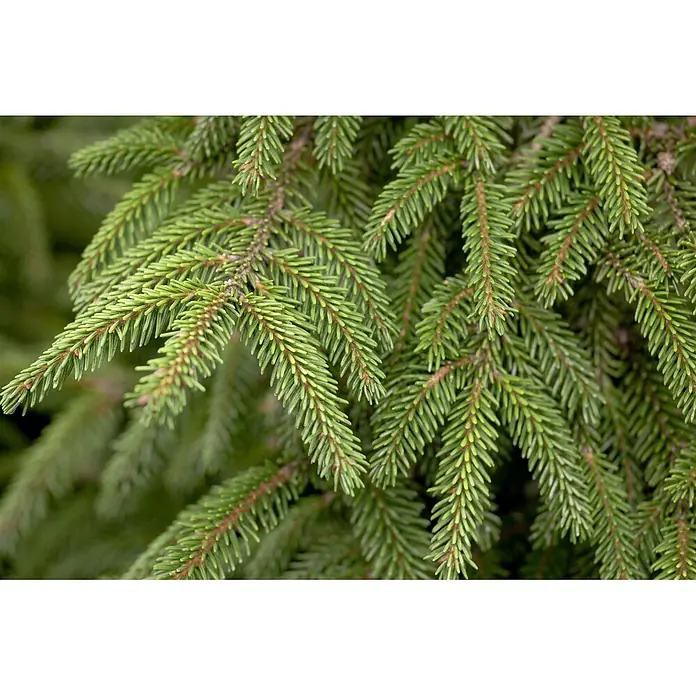 Pflanzen für dich Zuckerhut-Fichte 40-50 cm - Picea orientalis 'Aureospicata', Aktuelle Wuchshöhe: 40 cm - 50 cm - Nahaufnahme von lebendig grünen Kiefernnadeln an rötlich-braunen Zweigen, die frisches Nadelwerk zeigen.