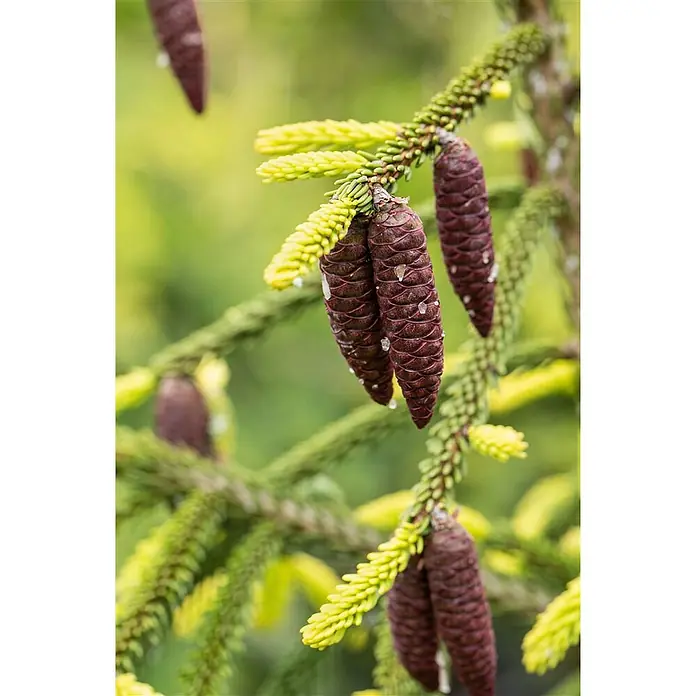 Pflanzen für dich Zuckerhut-Fichte 125-150 cm - Picea orientalis 'Aurea', Aktuelle Wuchshöhe: 125 cm - 150 cm - Dunkelrote, längliche Fichtenzapfen mit Wassertropfen an grünen und hellgelb-grünen Zweigen.