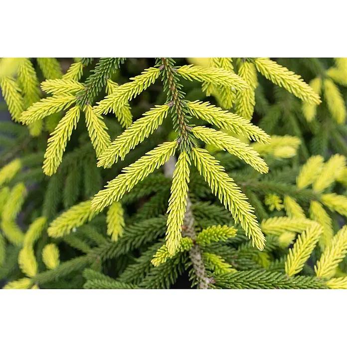 Pflanzen für dich Zuckerhut-Fichte 125-150 cm - Picea orientalis 'Aurea', Aktuelle Wuchshöhe: 125 cm - 150 cm - Zweig einer immergrünen Pflanze mit leuchtend gelb-grünen neuen Nadeln und dunkleren älteren Nadeln.