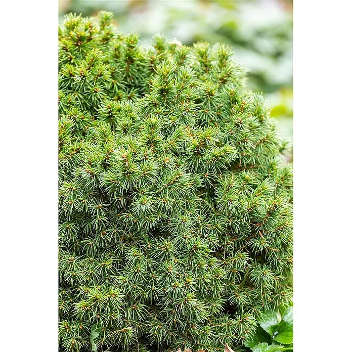 Pflanzen für dich Zuckerhut-Fichte Weißfichte - Picea glauca 'Alberta Globe' - Nahaufnahme eines dichten, leuchtend grünen Nadelgehölzes mit kurzen, stacheligen Nadeln und kleinen Knospen.