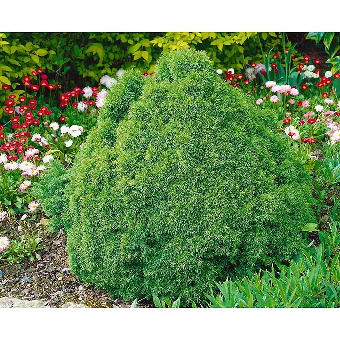 Pflanzen für dich Zuckerhut-Fichte Weißfichte - Picea glauca 'Alberta Globe' - Dichter grüner Zwergkonifer im Garten, umgeben von bunten Blumen.