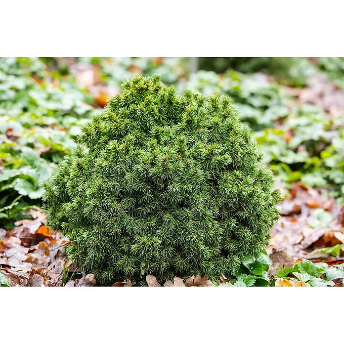Pflanzen für dich Zuckerhut-Fichte Weißfichte - Picea glauca 'Alberta Globe' - Kompakter, kugelförmiger grüner Zwergkoniferenstrauch mit dichten Nadeln, ideal für die Gartengestaltung.