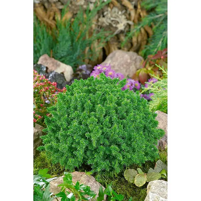 Pflanzen für dich Zuckerhut-Fichte Weißfichte - Picea glauca 'Alberta Globe' - Kompakter, leuchtend grüner Zwerg-Nadelbaum mit stacheligen Blättern in einem Steingarten mit Pflanzen und Blumen.