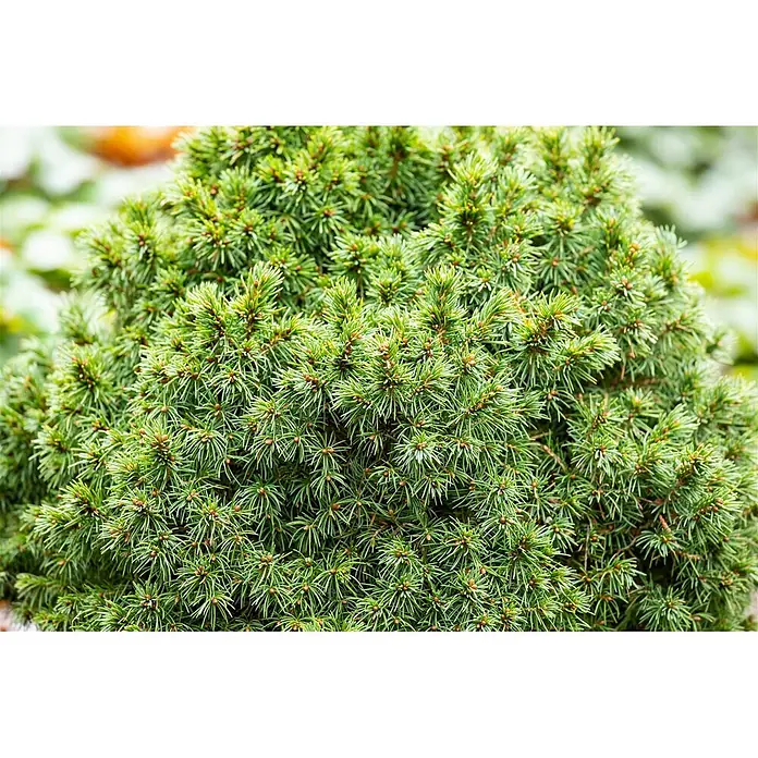 Pflanzen für dich Zuckerhut-Fichte Weißfichte - Picea glauca 'Alberta Globe' - Nahaufnahme einer dichten, grünen Nadelpflanze mit kurzen, spitzen Nadeln.