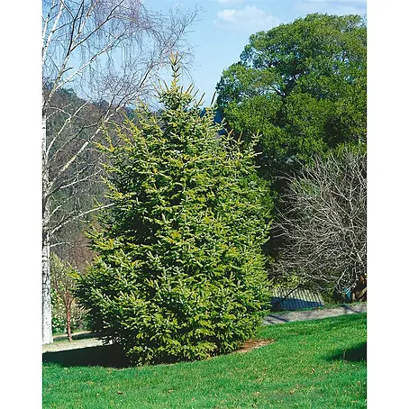 Pflanzen für dich  Zuckerhut-Fichte 125-150 cm