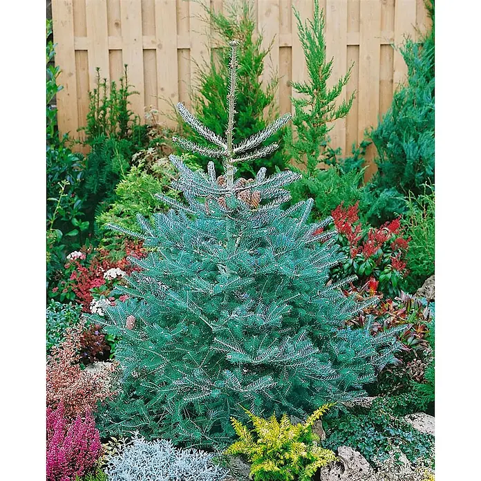 Pflanzen für dich Zuckerhut-Fichte 60-70 cm - Abies koreana 'Inga', Aktuelle Wuchshöhe: 60 cm - 70 cm - Ein blaugrüner Tannenbaum mit Zapfen, in einem farbenfrohen Garten vor einem Holzzaun gepflanzt.
