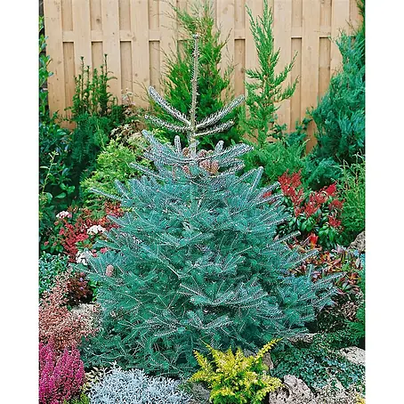 Pflanzen für dich  Zuckerhut-Fichte 60-70 cm