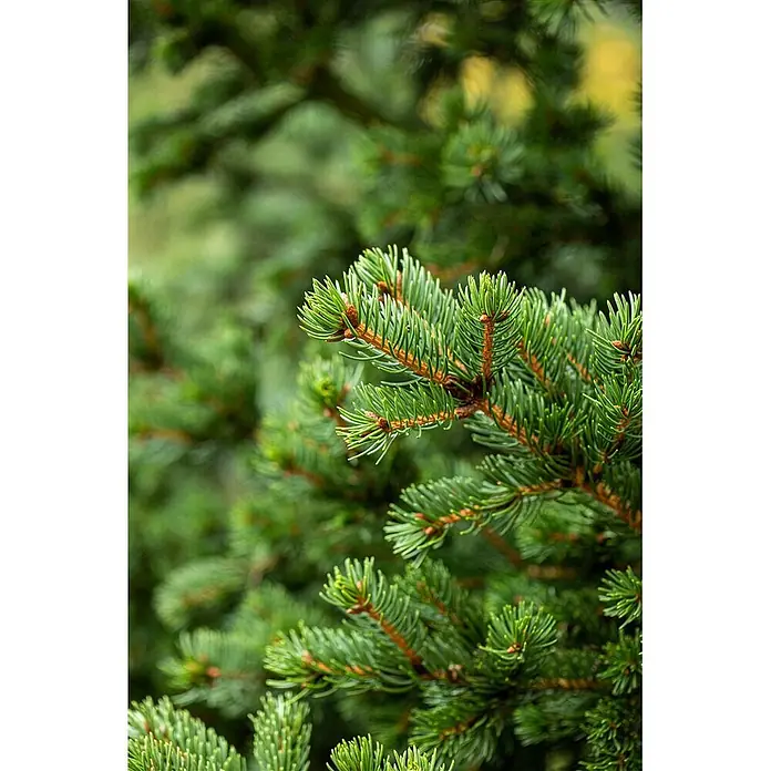 Pflanzen für dich Zuckerhut-Fichte 25-30 cm - Picea pungens 'Lucky Strike', Aktuelle Wuchshöhe: 25 cm - 30 cm - Nahaufnahme eines leuchtend grünen Fichtenzweigs mit kurzen, spitzen Nadeln und kleinen braunen Knospen.