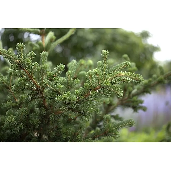 Pflanzen für dich Zuckerhut-Fichte 25-30 cm - Picea pungens 'Lucky Strike', Aktuelle Wuchshöhe: 25 cm - 30 cm - Üppige grüne Fichtenzweige mit spitzen Nadeln.