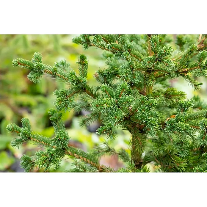 Pflanzen für dich Zuckerhut-Fichte 25-30 cm - Picea pungens 'Lucky Strike', Aktuelle Wuchshöhe: 25 cm - 30 cm - Nahaufnahme eines grünen Fichtenzweigs mit spitzen Nadeln.