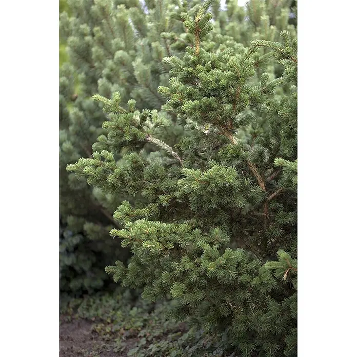 Pflanzen für dich Zuckerhut-Fichte 25-30 cm - Picea pungens 'Lucky Strike', Aktuelle Wuchshöhe: 25 cm - 30 cm - Üppige grüne Nadelbaumzweige mit kurzen, dichten Nadeln.