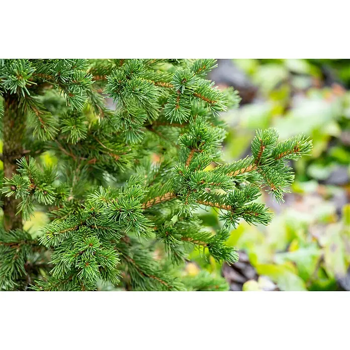 Pflanzen für dich Zuckerhut-Fichte 25-30 cm - Picea pungens 'Lucky Strike', Aktuelle Wuchshöhe: 25 cm - 30 cm - Nahaufnahme eines leuchtend grünen Nadelzweigs mit dichten, kurzen Nadeln an einem jungen Baum.