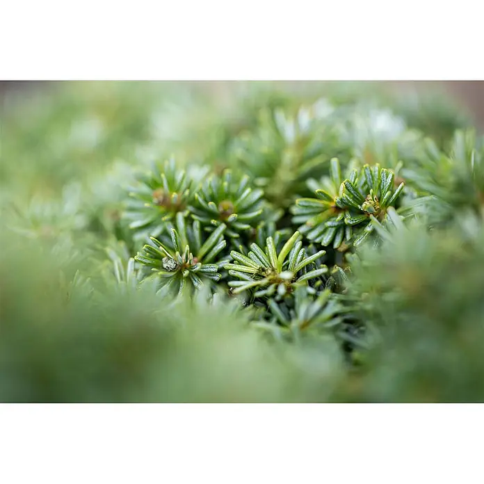 Pflanzen für dich Zuckerhut-Fichte 15-20 cm - Abies koreana 'Brillant', Aktuelle Wuchshöhe: 15 cm - 20 cm - Nahaufnahme von leuchtend grünen Koniferennadeln mit neuen Trieben.